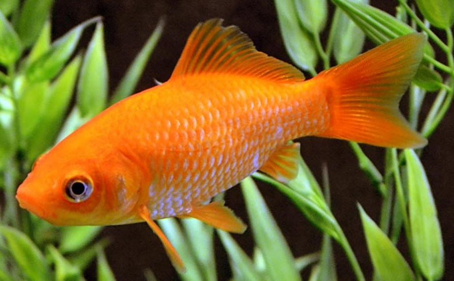 Carassius auratus_09.jpg